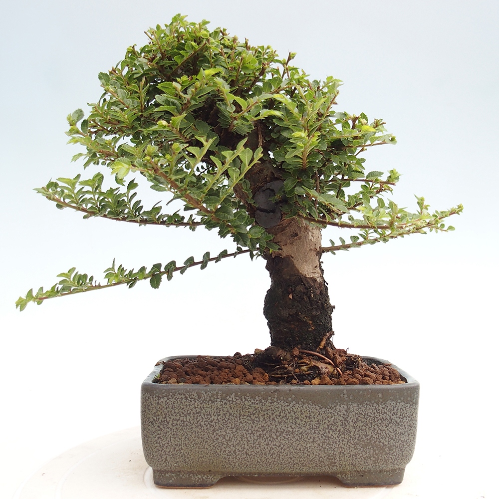 Bonsai im Freien - Ulmus parvifolia Hokkaido - Chinesische Ulme