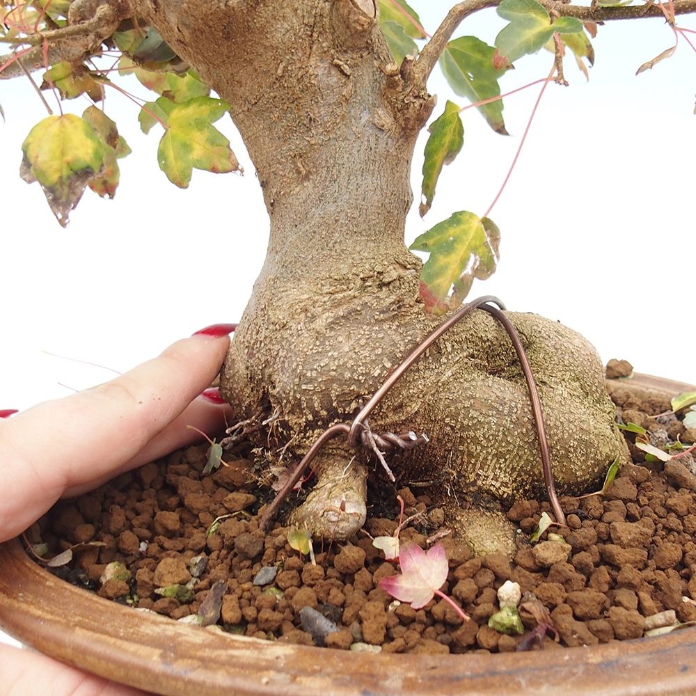 Bonsai im Freien - Ahorn Buergerianum - Burger Maple