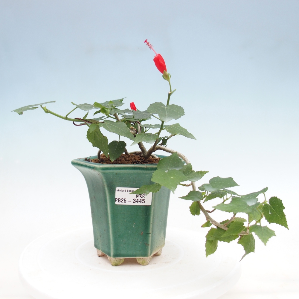 Zimmerbonsai - Malvaviscus arboreus