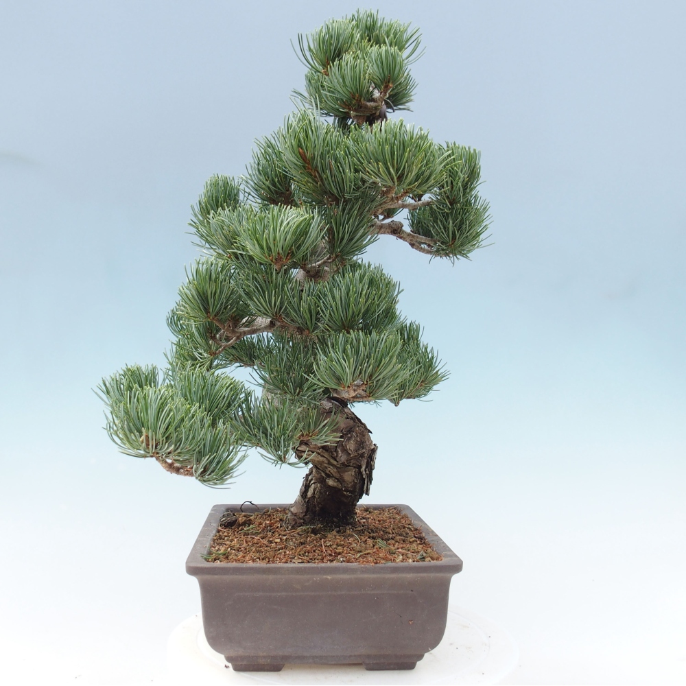 Bonsai im Freien - Pinus parviflora - kleine Kiefer