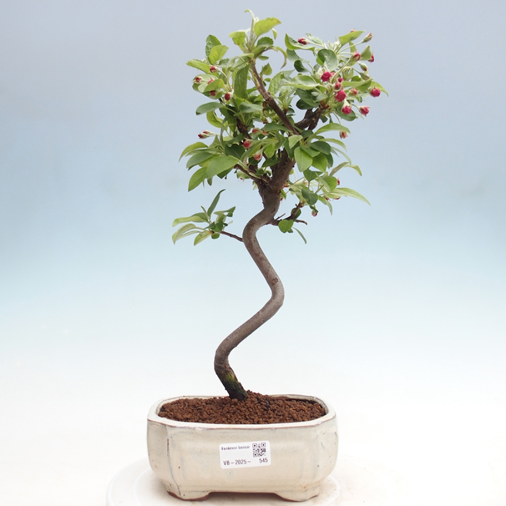 Bonsai im Freien - Malus halliana - Kleinfruchtiger Apfelbaum