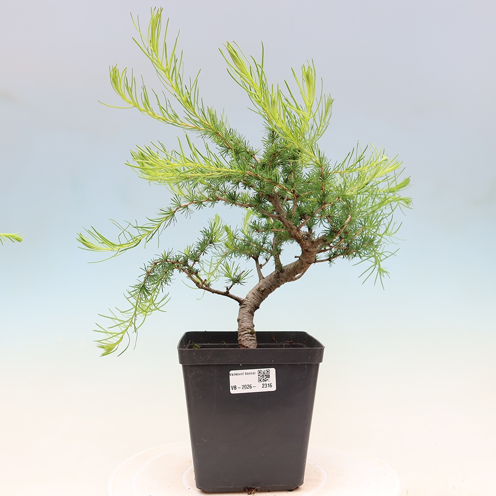 Bonsai für draußen -Larix decidua - Lärche
