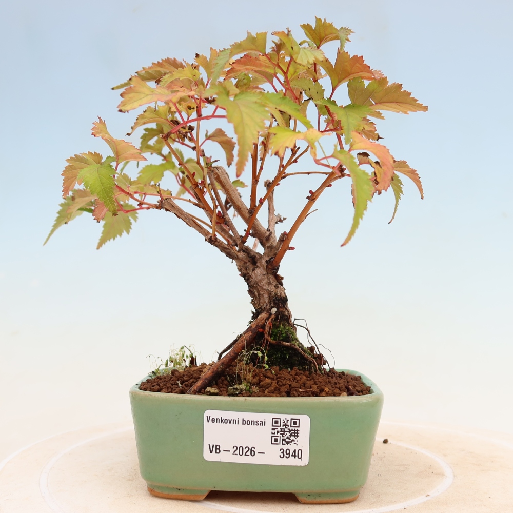 Bonsai für den Außenbereich – Stephanandra incisa – Gebogene Stephanandra