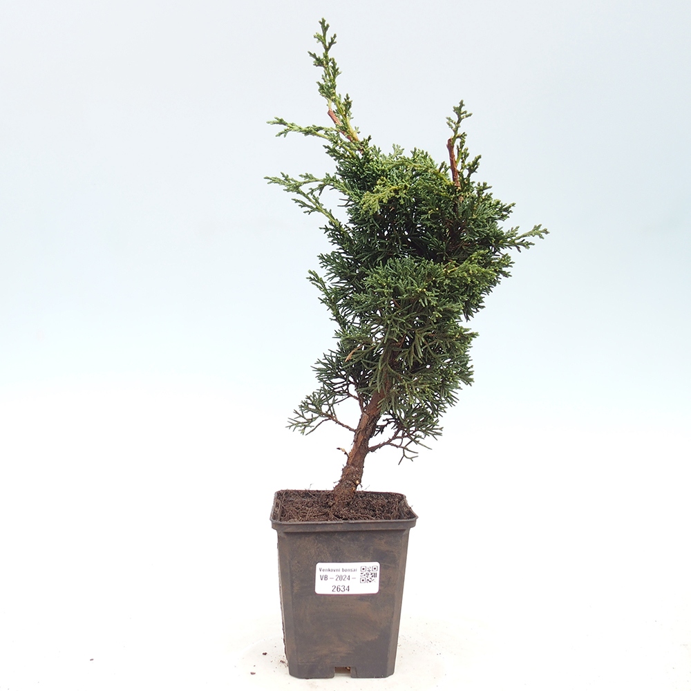 Outdoor-Bonsai - Juniperus chinensis Kishu - Chinesischer Wacholder