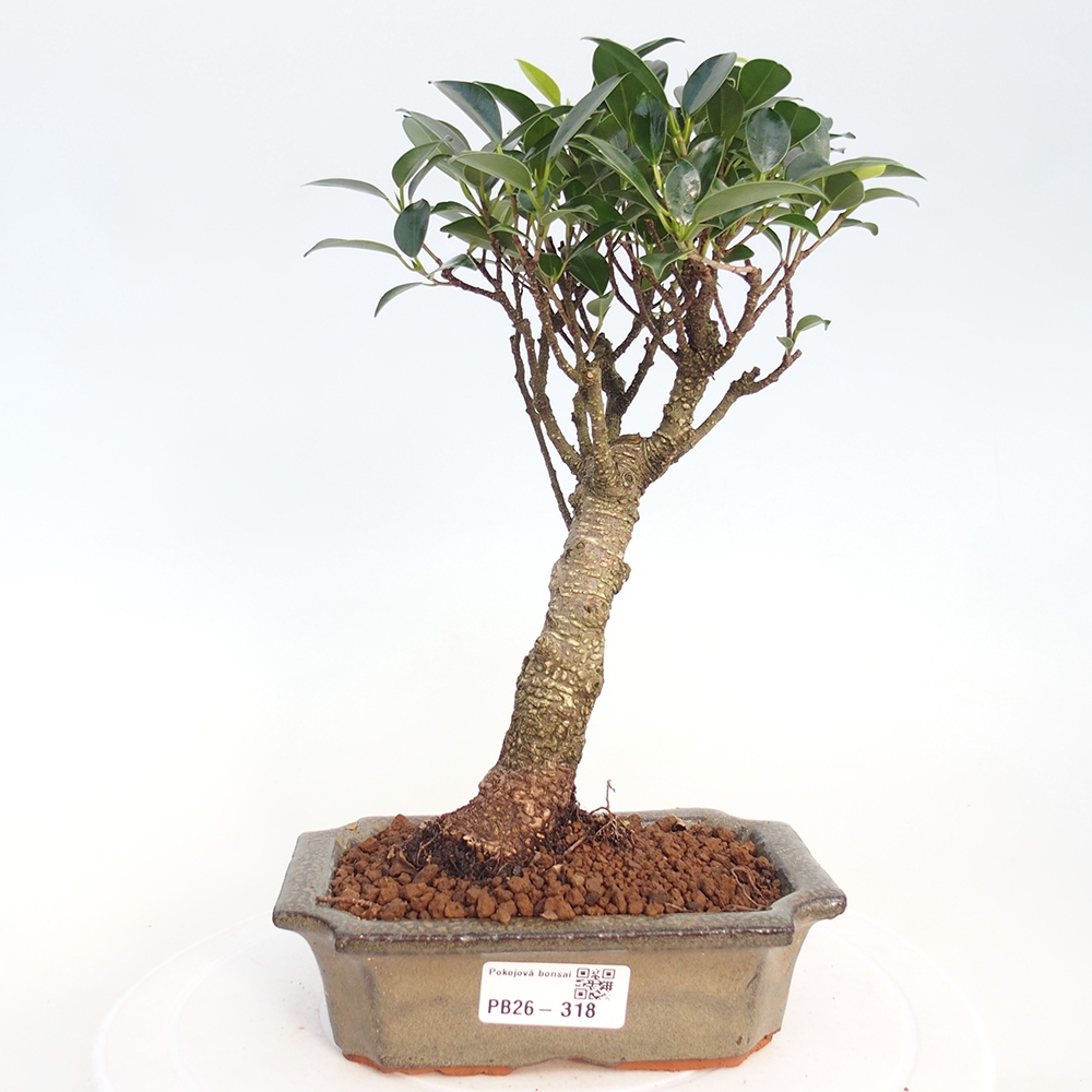 Zimmerbonsai - Ficus retusa - kleinblättriger Ficus