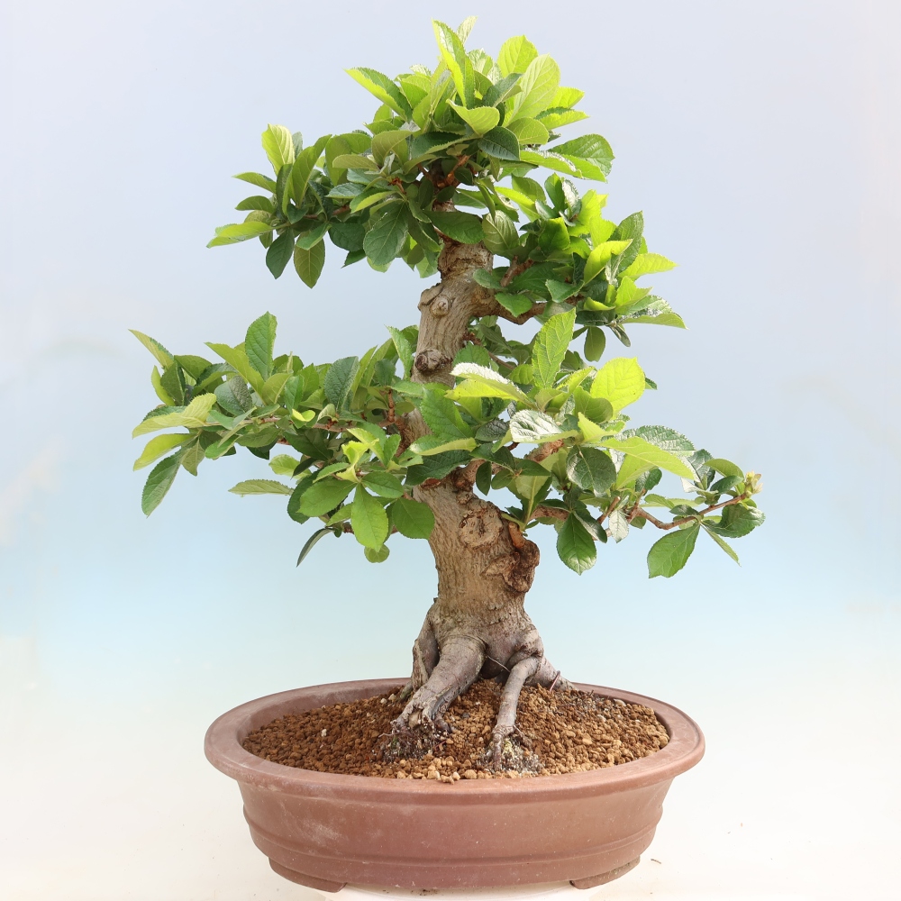 Bonsai für draußen - Photinia villosa