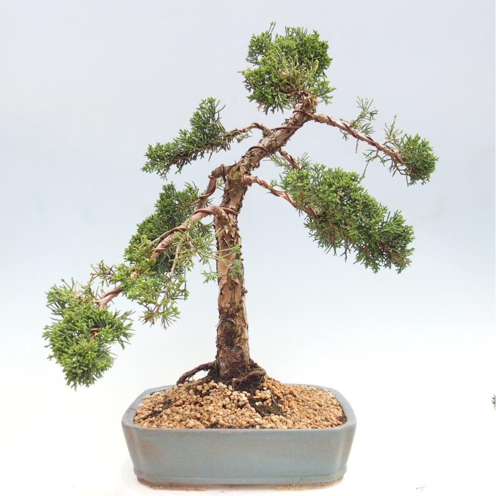 Bonsai für draußen - Juniperus chinensis Kishu