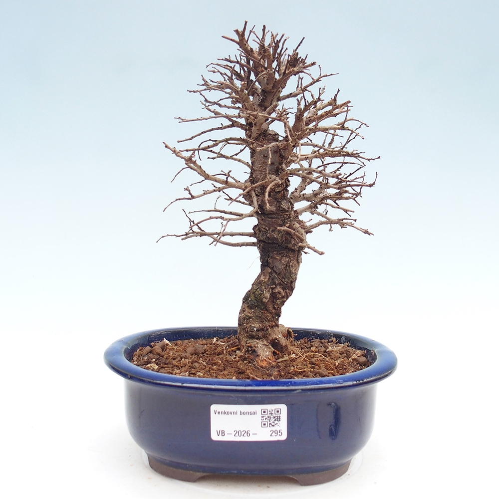 Bonsai für draußen - Zelkova - Zelkova NIRE