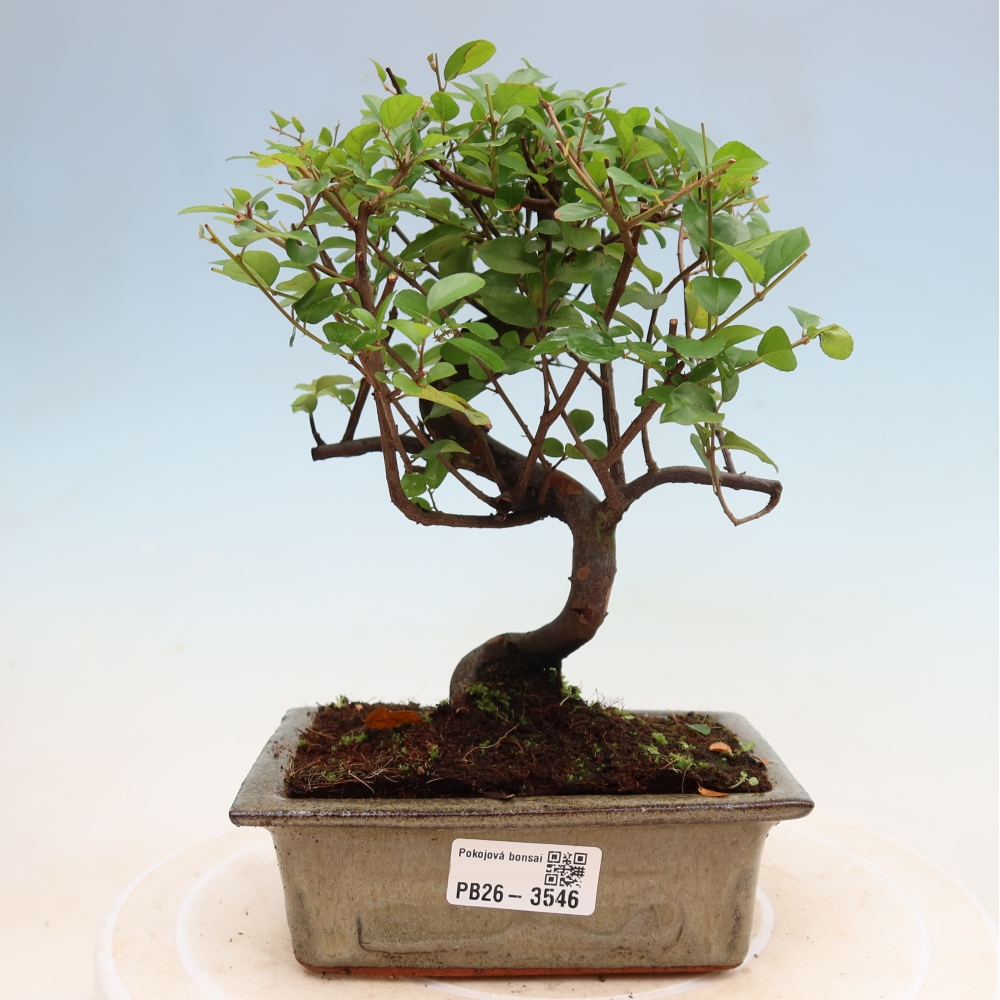 Zimmer Bonsai - Sageretia thea - Sageretia thea