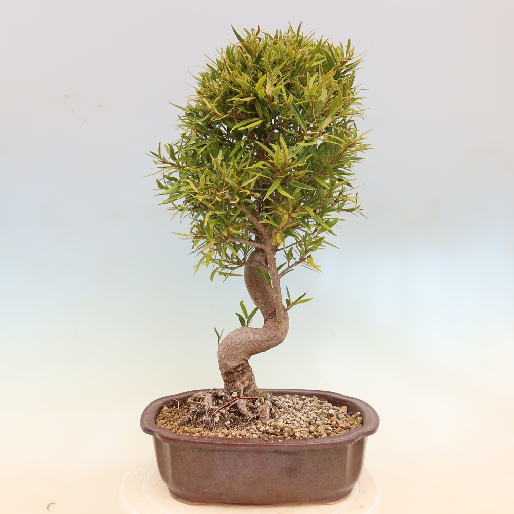 Zimmerbonsai - Ficus nerifolia - Kleinblättriger Ficus
