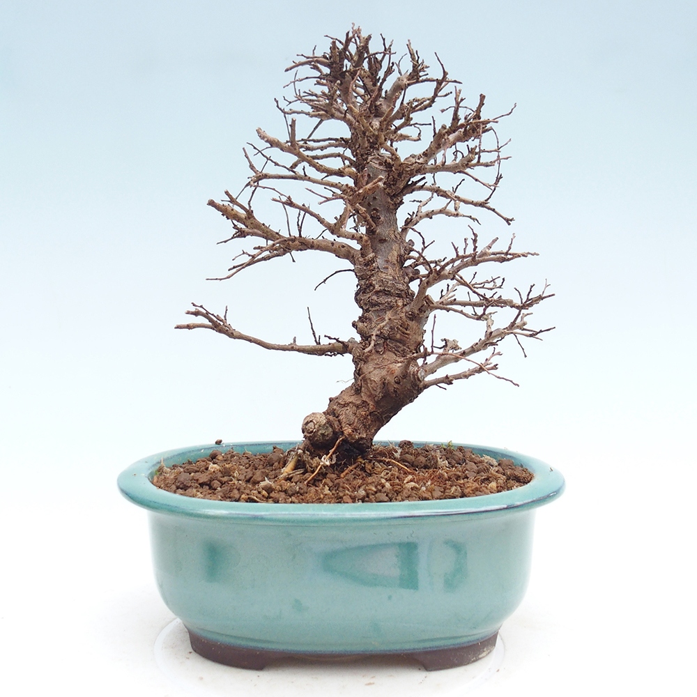 Bonsai für draußen - Zelkova - Zelkova NIRE