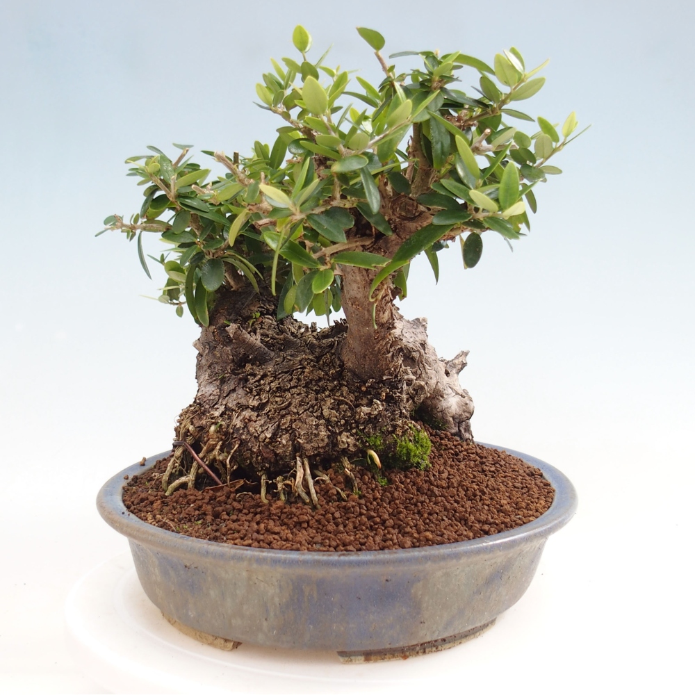 Indoor-Bonsai - Olea europaea sylvestris - Europäisches kleinblättriges Olivenöl
