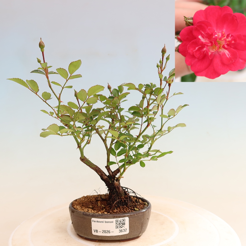 Bonsai für draußen - Rosa Kordes - Rose