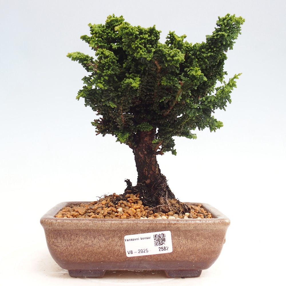 Bonsai im Freien - Cham. obtusa SEKKA HINOKI - Zypresse