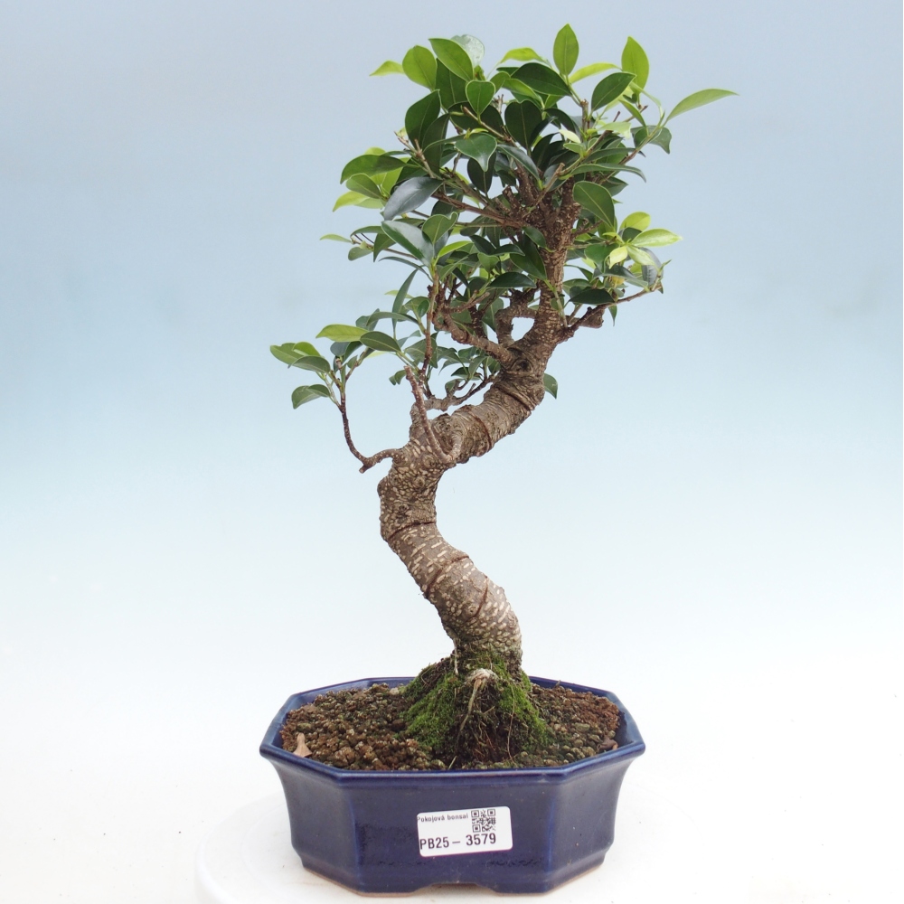 Zimmerbonsai - Ficus retusa - Kleinblättriger Ficus