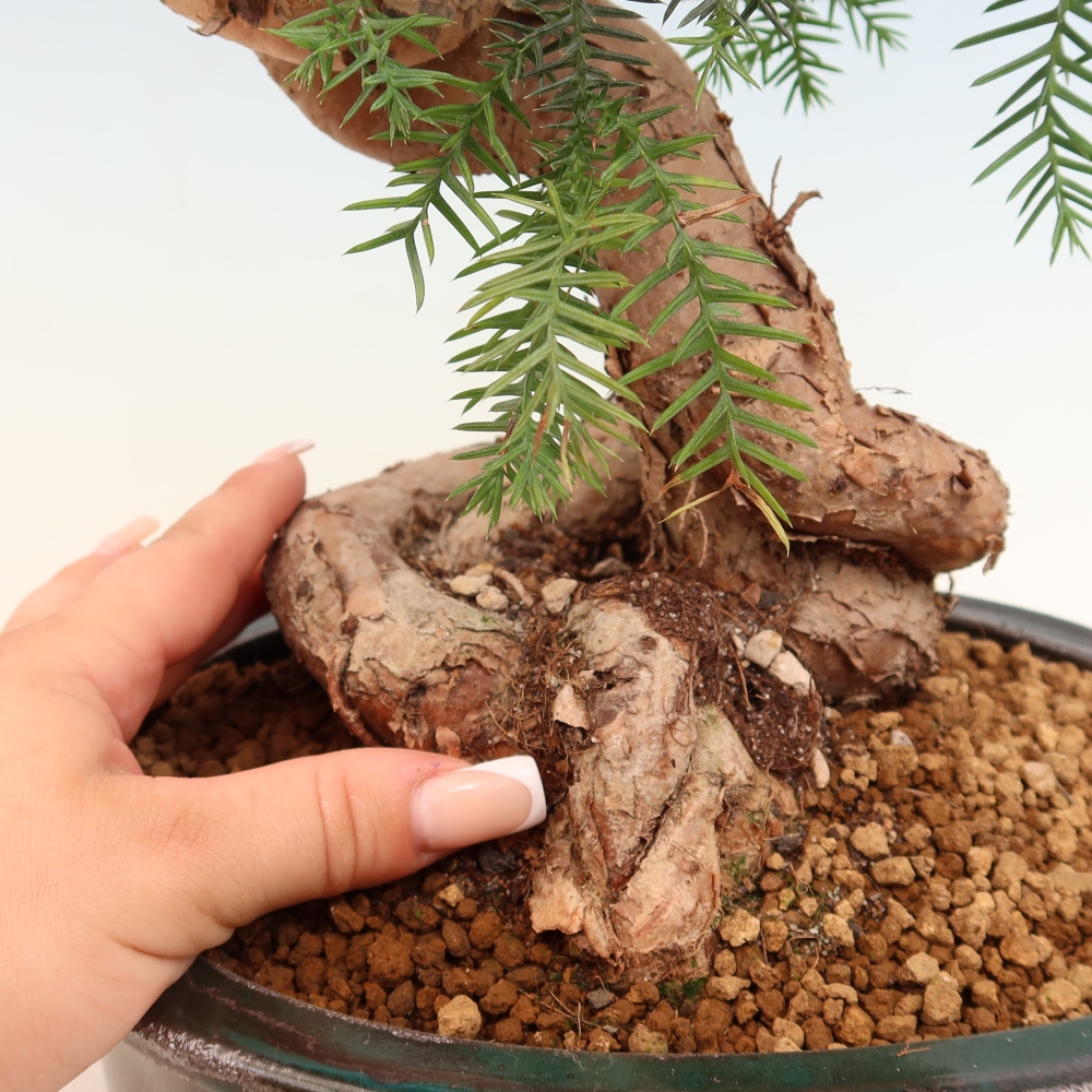Zimmer Bonsai - Araucaria - Zimmer Fichte