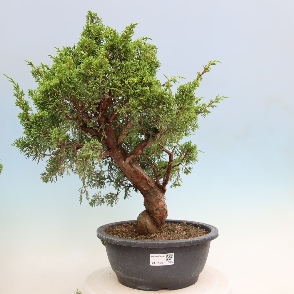 Bonsai für draußen - Juniperus chinensis Itoigawa-Juniperus chinensis