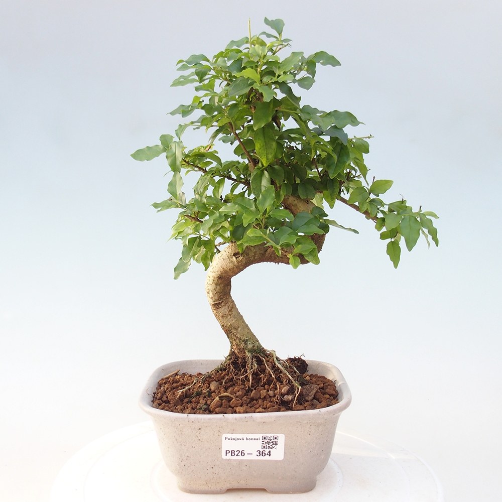 Zimmer Bonsai -Ligustrum chinensis - Vogelschnabel