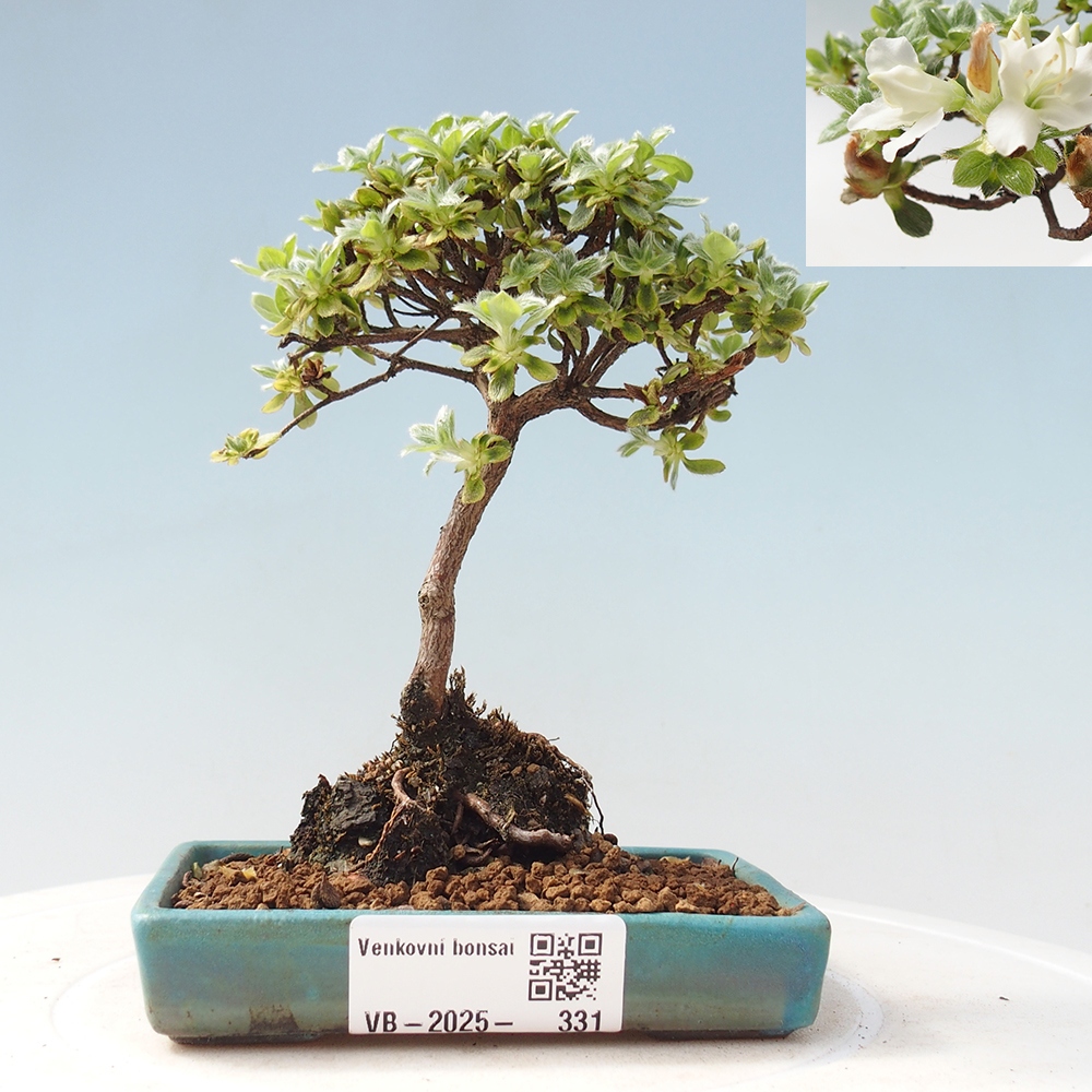 Outdoor-Bonsai - Rododendron indicum - Japanische Azalee