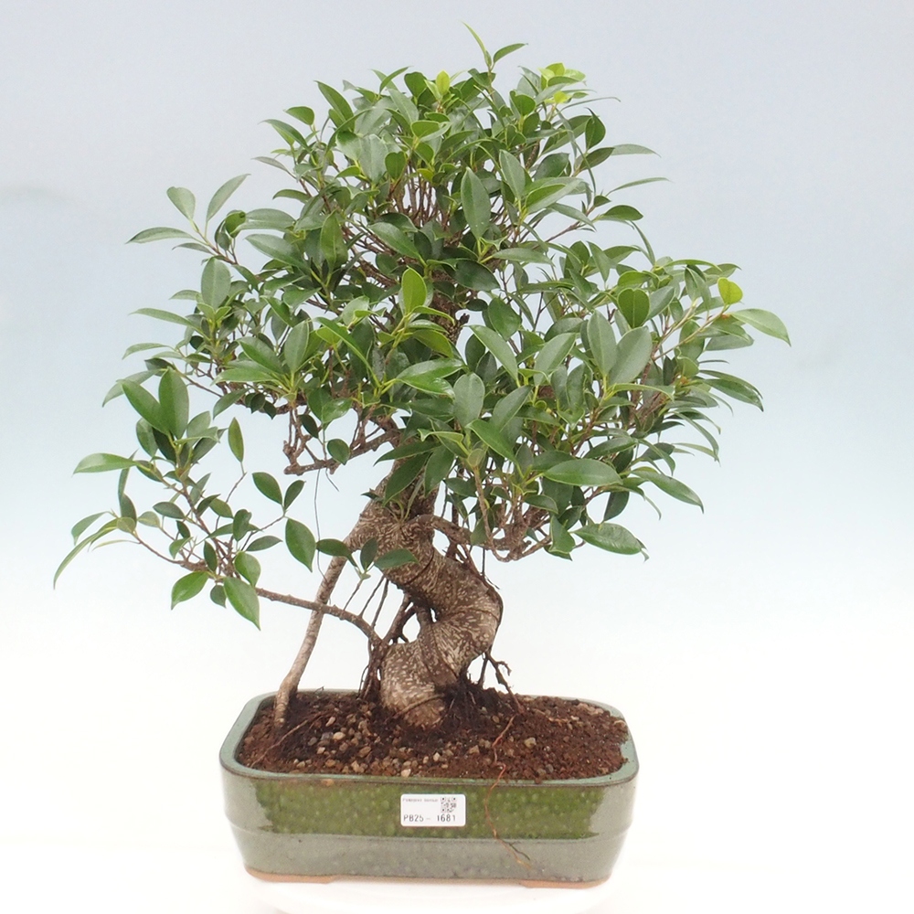 Zimmerbonsai - Ficus kimmen - kleinblättriger Ficus