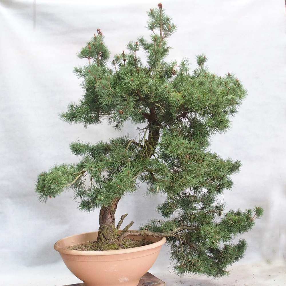 Yamadori - Pinus sylvestris 