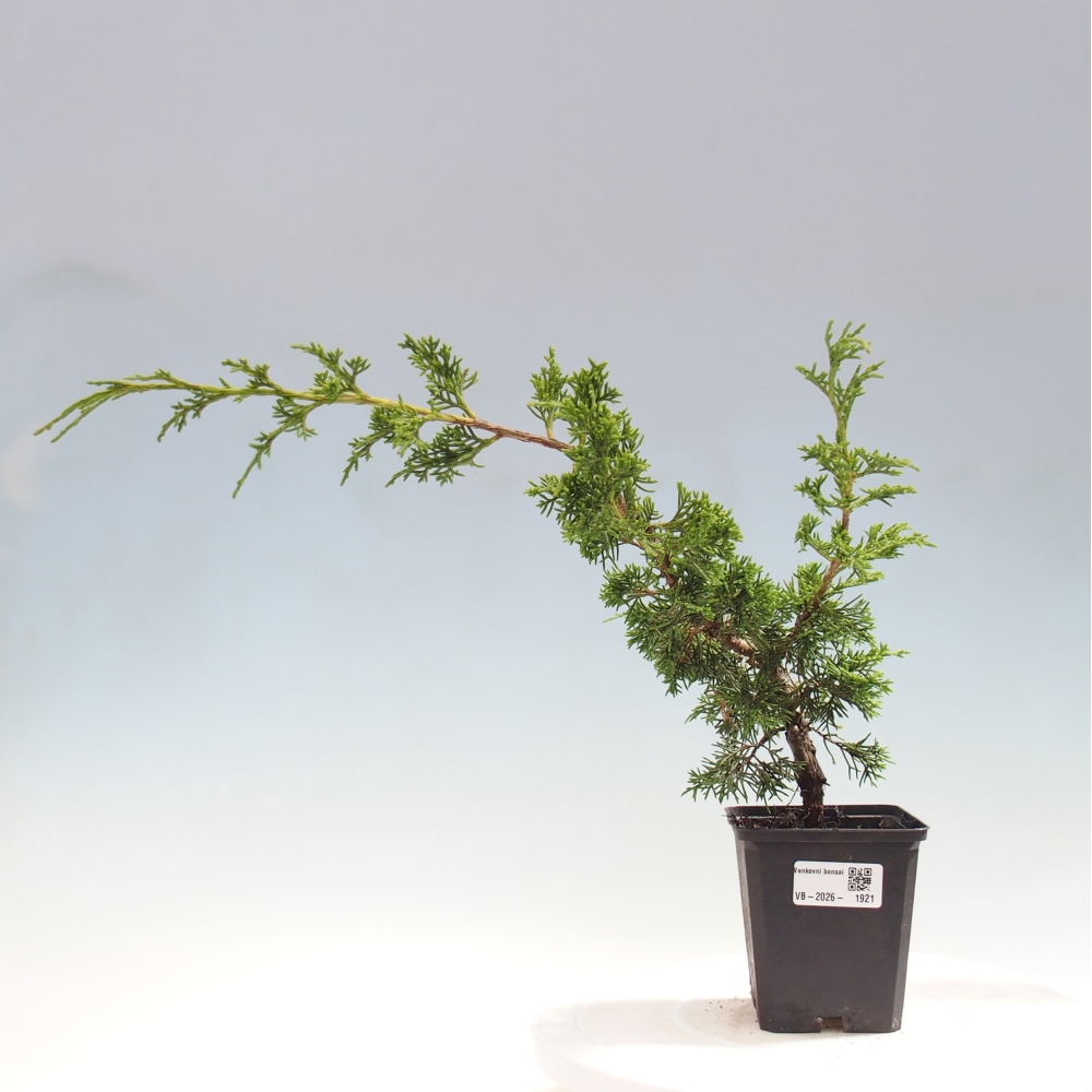 Bonsai für draußen - Juniperus chinensis Itoigawa