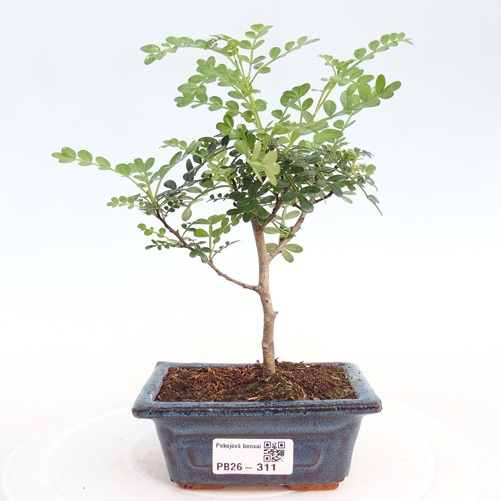 Zimmer Bonsai - Zantoxylum piperitum - Pfefferbaum