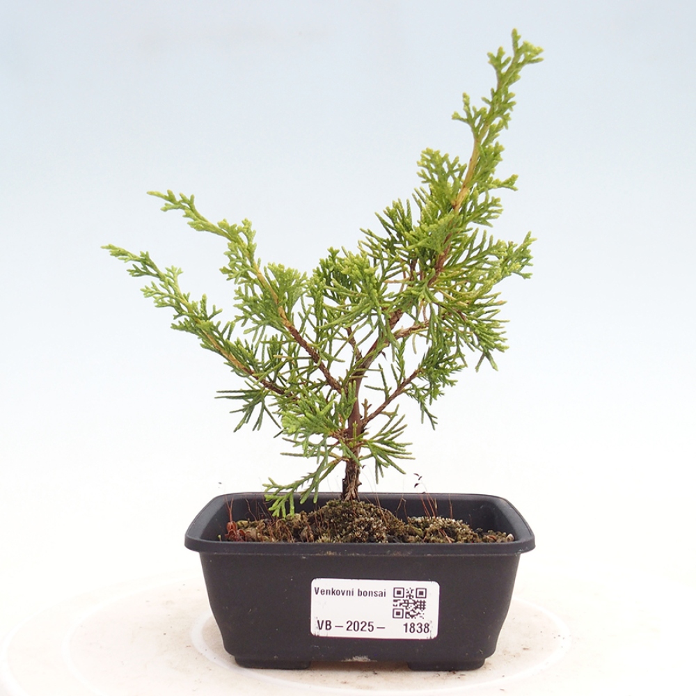 Outdoor bonsai - Juniperus chinensis Itoigawa - Chinese juniper