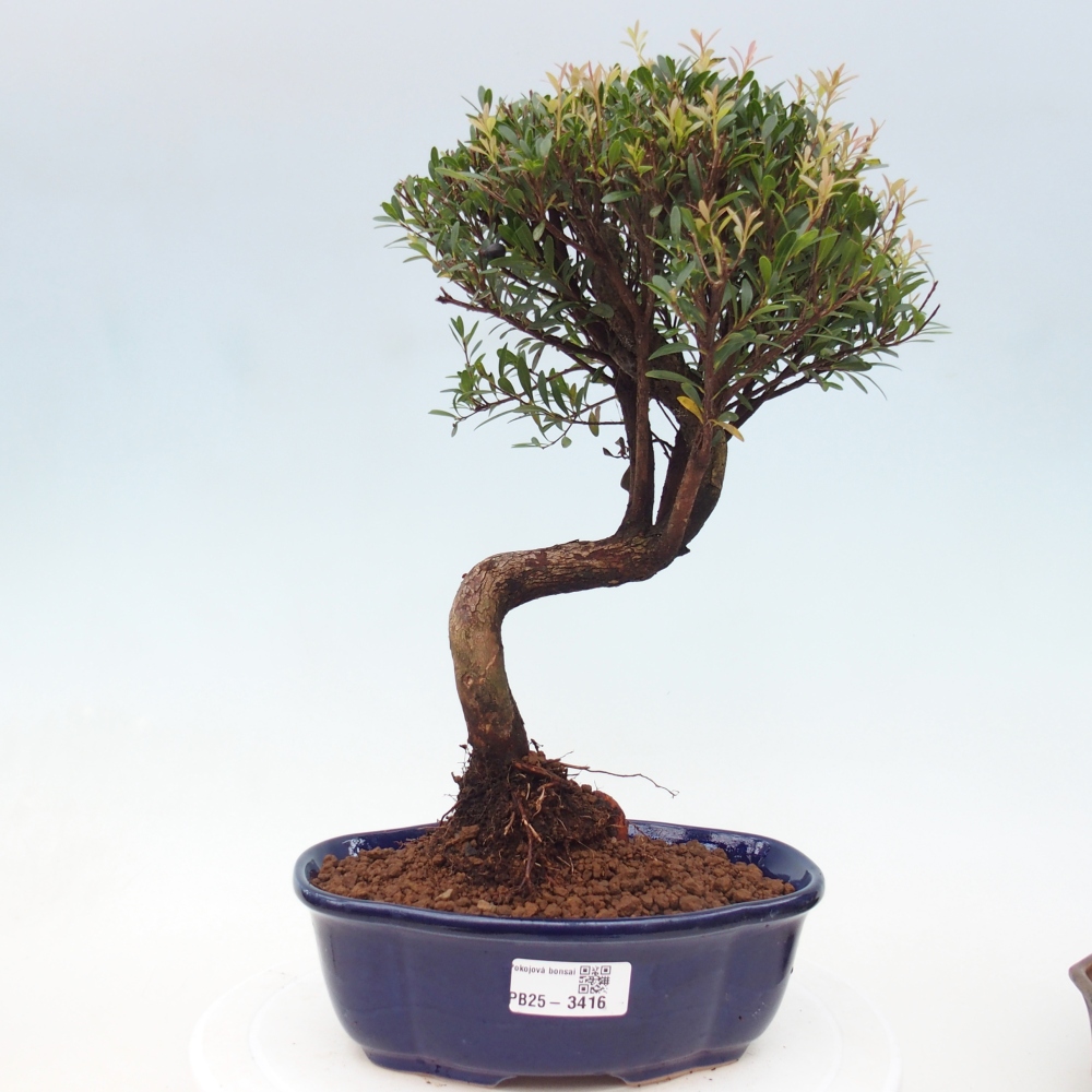 Zimmer Bonsai - Syzygium - Piment