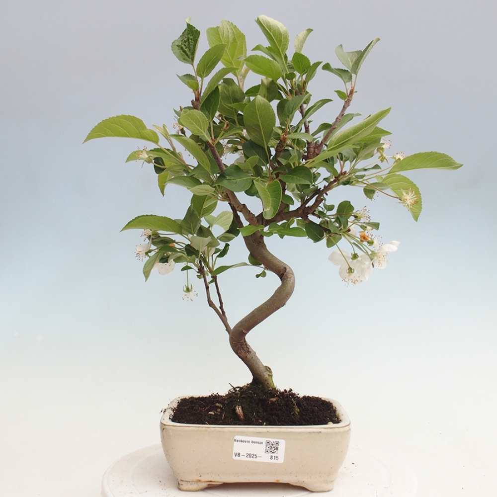 Bonsai im Freien - Malus halliana - Kleinfruchtiger Apfelbaum