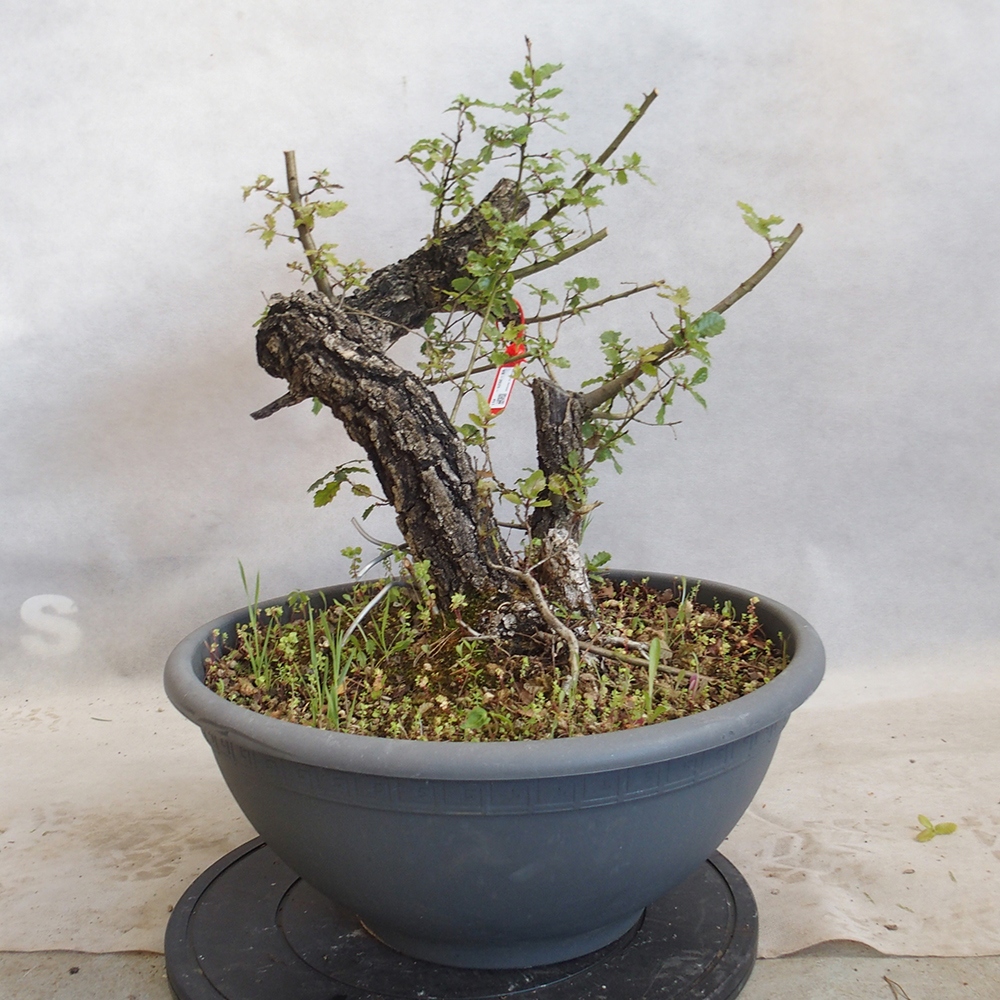 Freilandbonsai Quercus Cerris - Eiche Cer