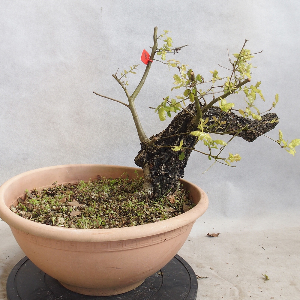 Freilandbonsai Quercus Cerris - Eiche Cer