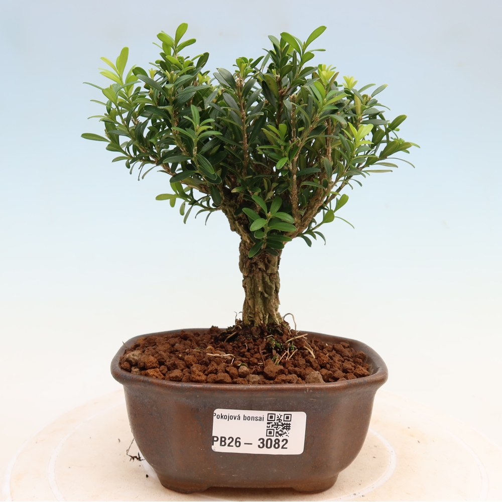 Zimmer Bonsai - Buxus harlandii - Korkbuxus