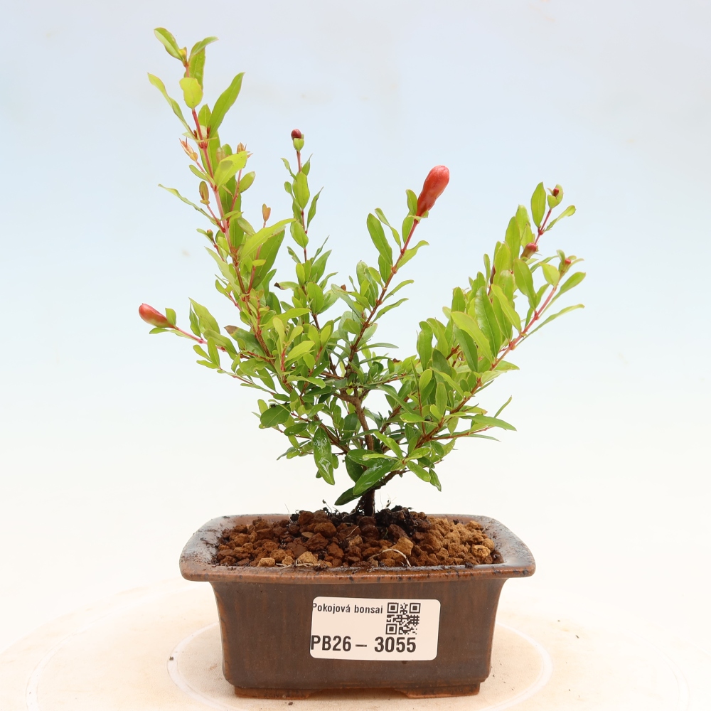 Zimmer-Bonsai-PUNICA granatum nana-Apfel-Granatapfel