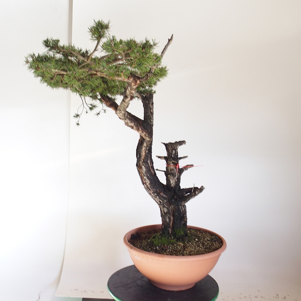 Yamadori - Pinus sylvestris Spanien