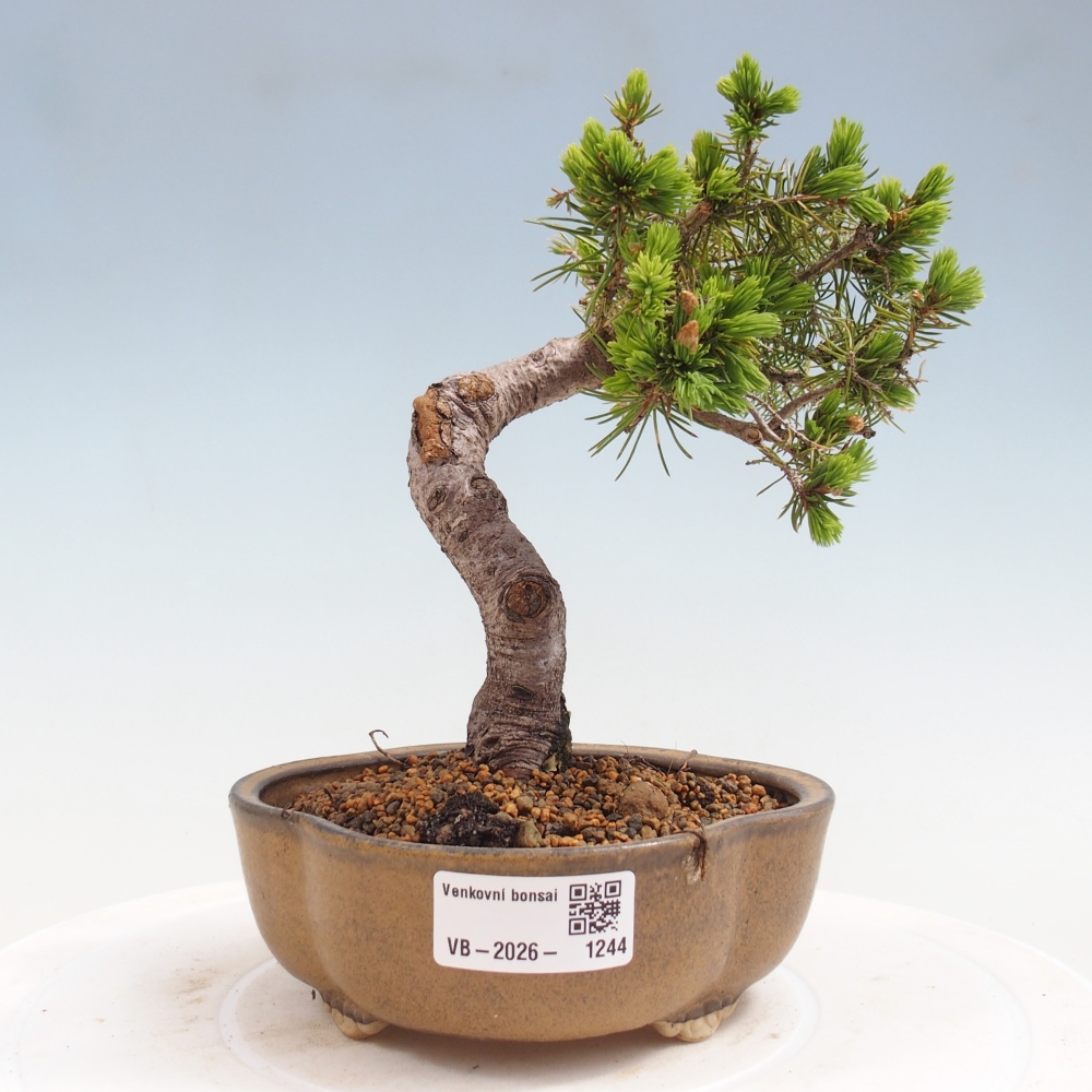 Bonsai für draußen - Fichte - Picea glauca globe