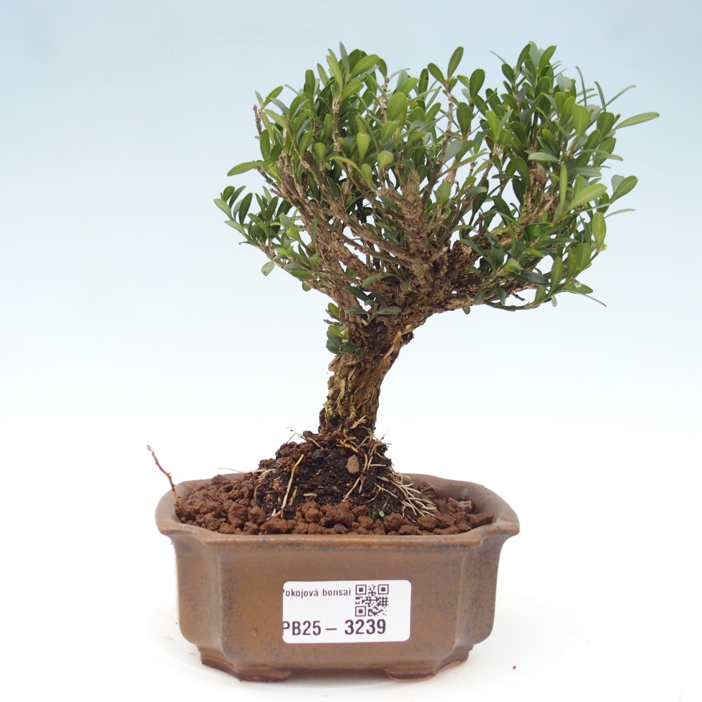 Zimmer Bonsai - Buxus harlandii - Korkbuxus