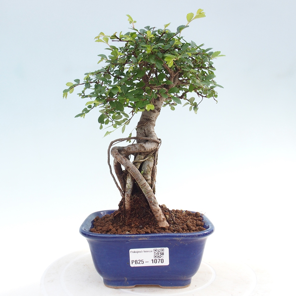 Zimmer Malolistý Ulme Bonsai