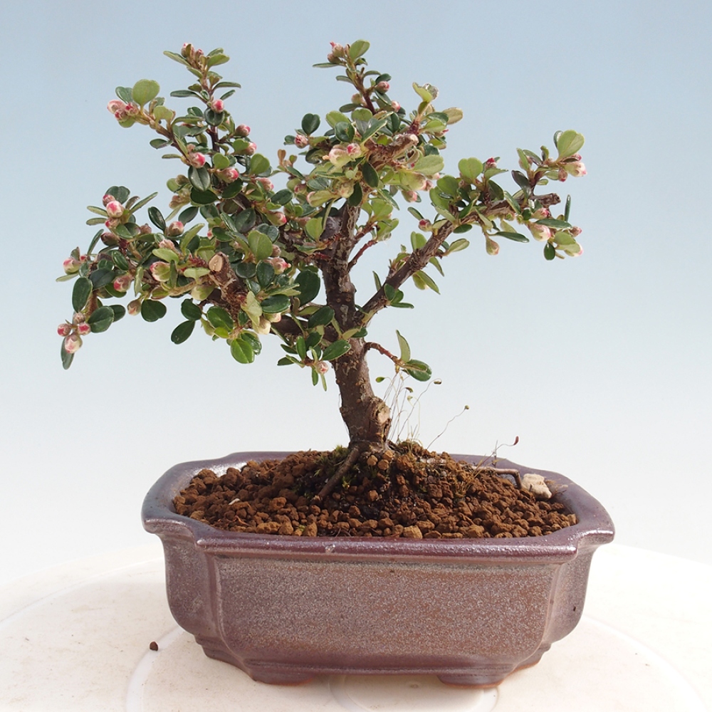 Bonsai im Freien - Cotoneaster horizontalis - Felsenbaum