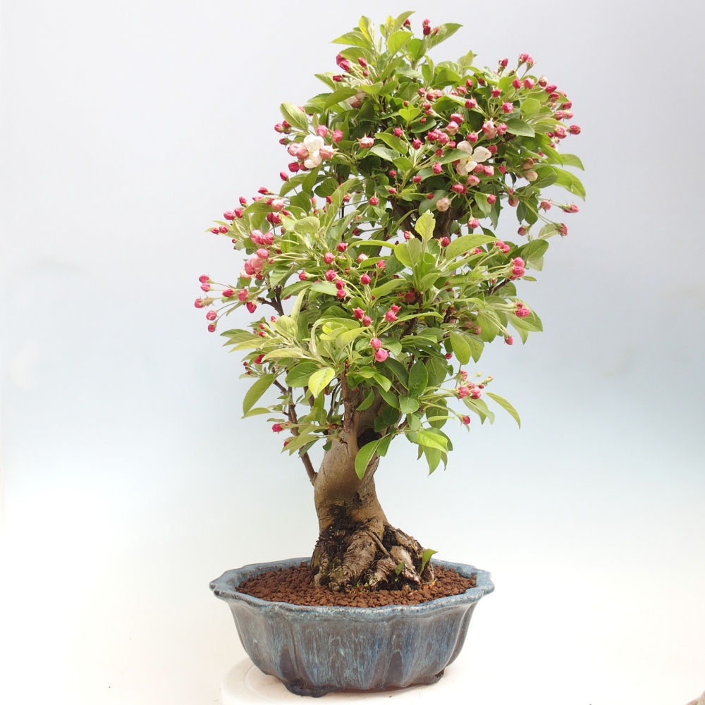 Outdoor-Bonsai -Malus halliana - Kleinfrüchtiger Apfelbaum