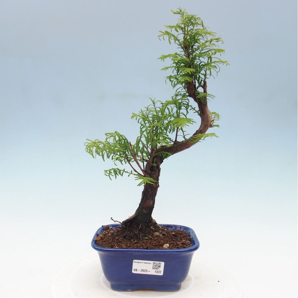 Bonsai im Freien - Metasequoia glyptostroboides - Chinesischer Metasequoia