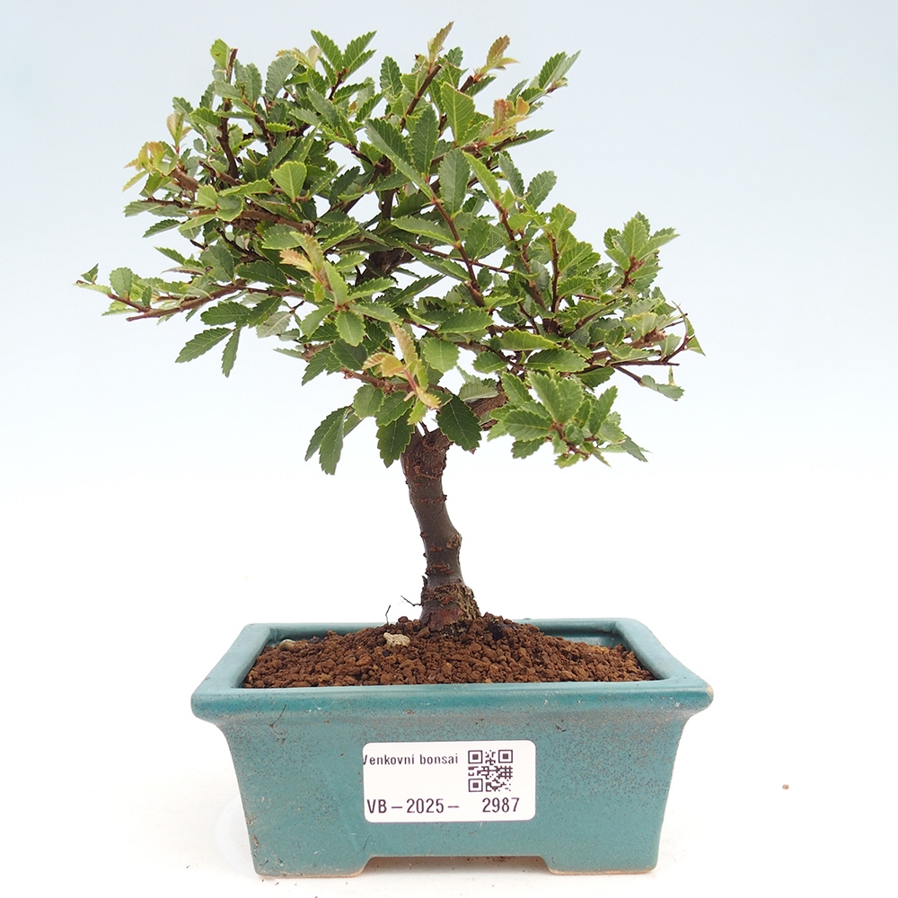 Bonsai im Freien - Ulmus parvifolia Sagei - Kleinblättrige Ulme