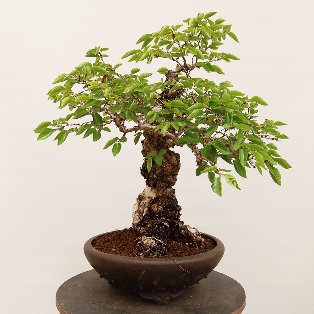 Bonsai im Freien - Carpinus Coreana - Koreanische Hainbuche