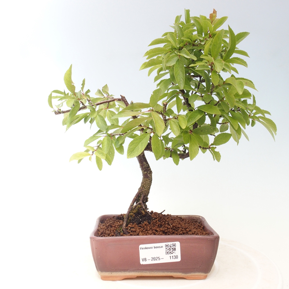 Outdoor-Bonsai - Prunus spinosa - Schwarzdorn