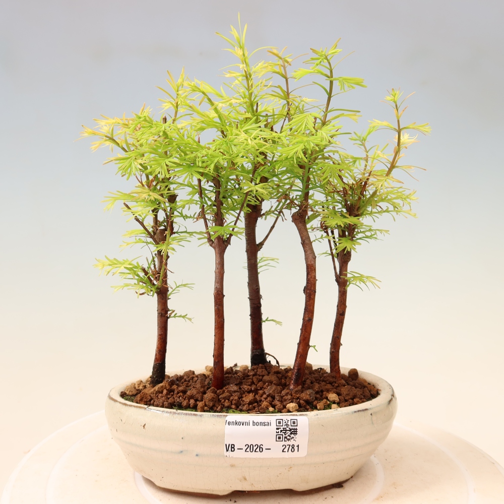 Bonsai für den Außenbereich – Metasequoia glyptostroboides – Chinesische Metasequoia – Wäldchen