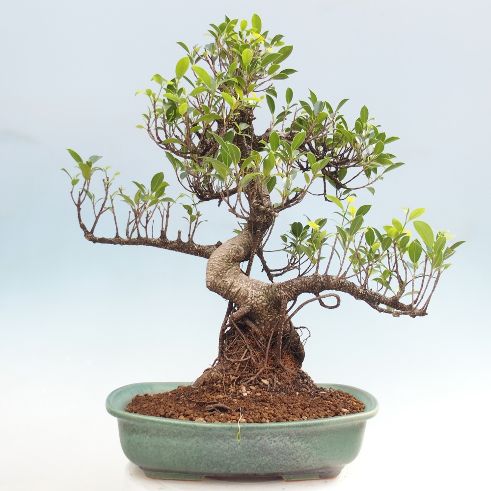 Zimmerbonsai - Ficus kimmen - Kleinblättriger Ficus