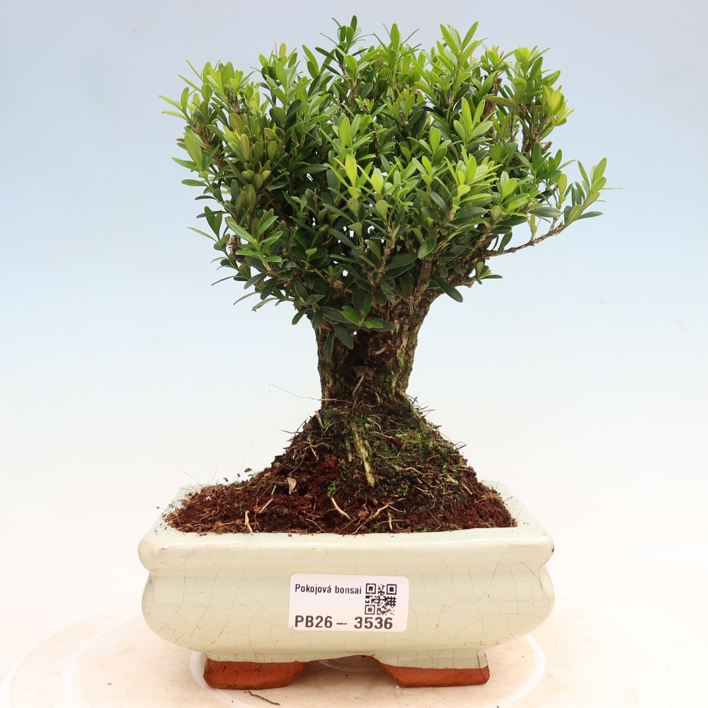Zimmer Bonsai - Buxus harlandii - Korkbuxus