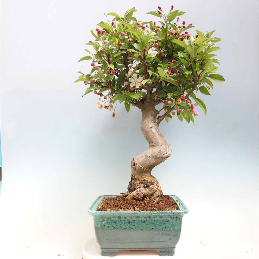 Outdoor-Bonsai -Malus halliana - Kleinfrüchtiger Apfelbaum