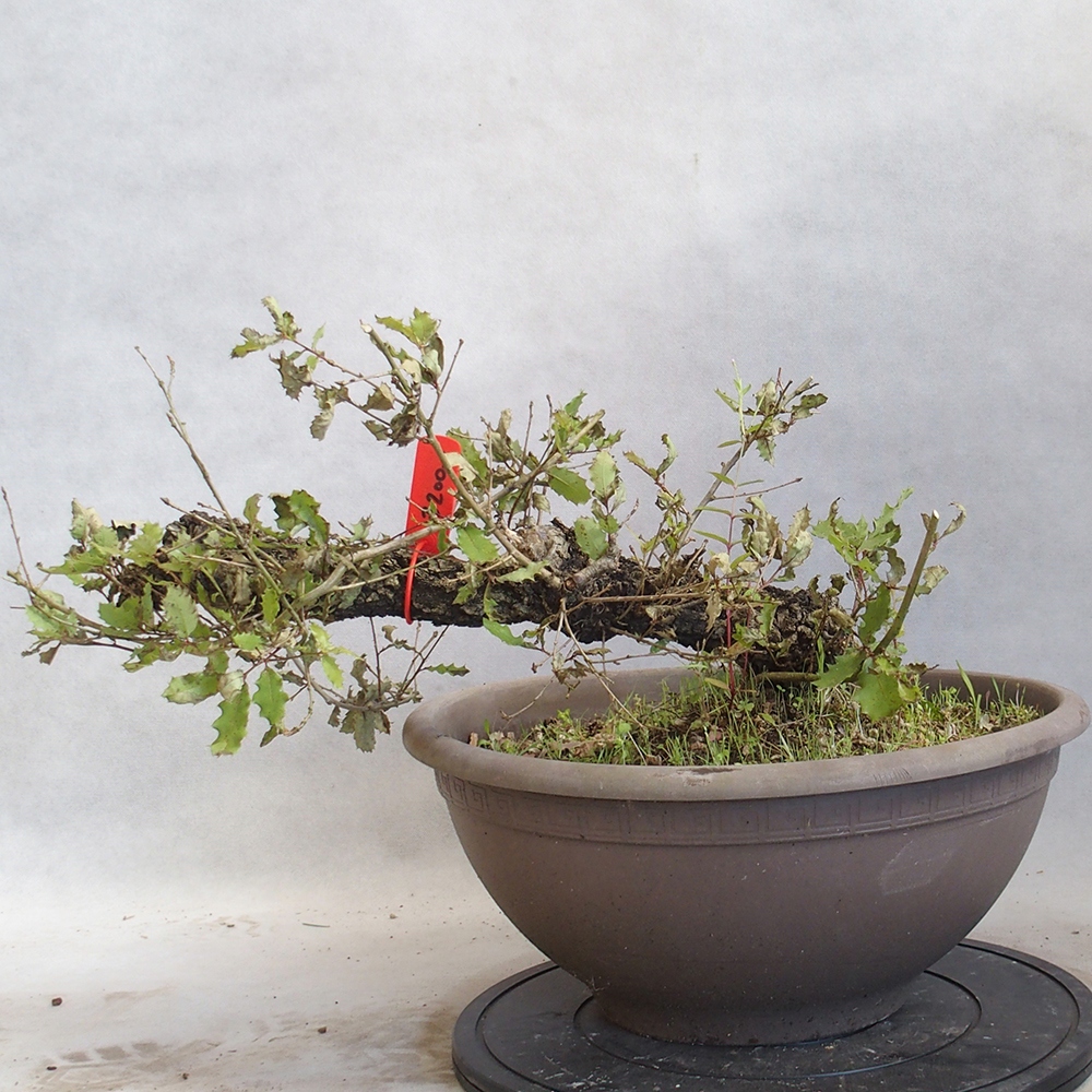 Freilandbonsai Quercus Cerris - Eiche Cer