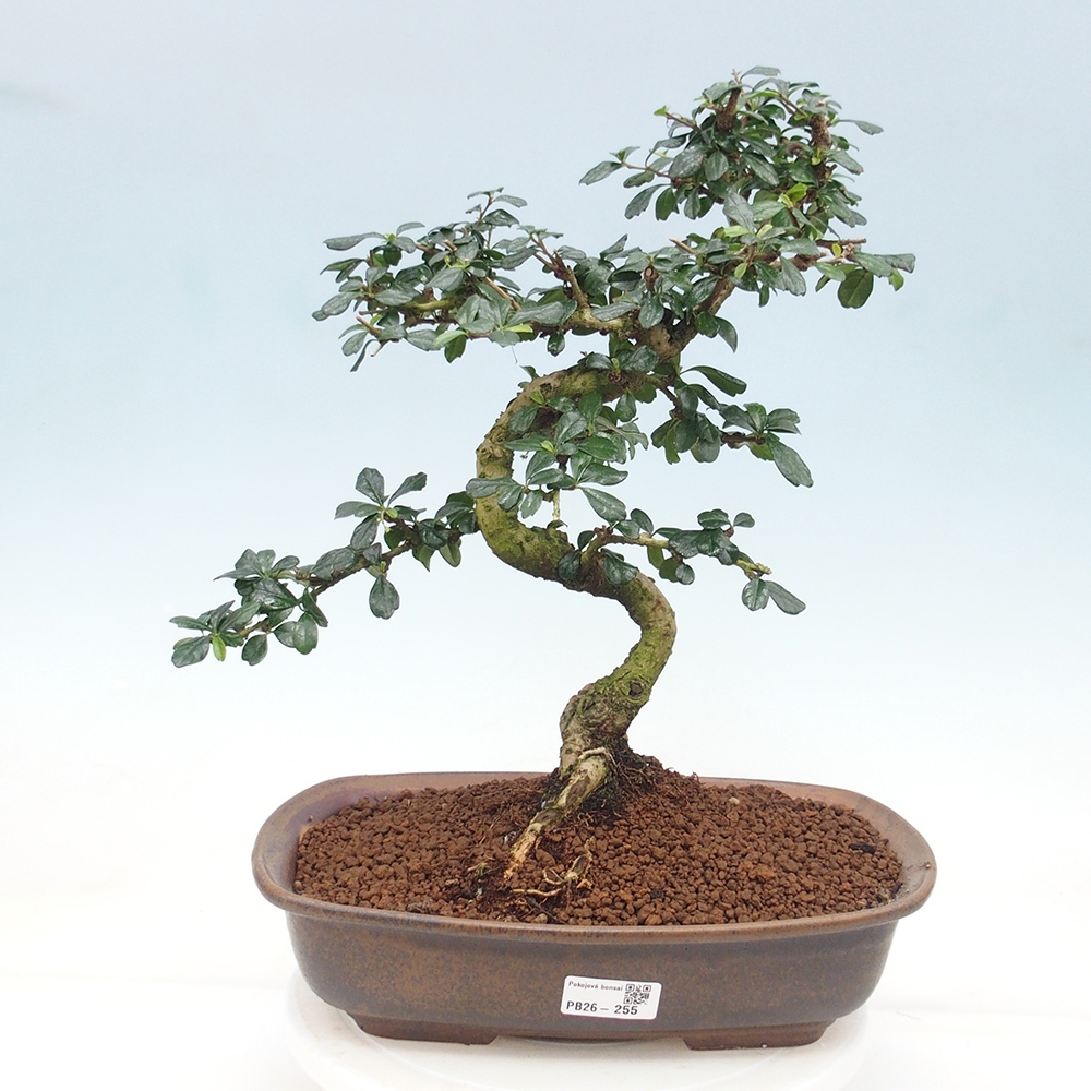 Zimmer-Bonsai - Carmona macrophylla - Tee-Fuki